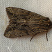 Dark Arches Moth