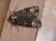 Coronet Moth