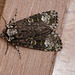 Coronet Moth