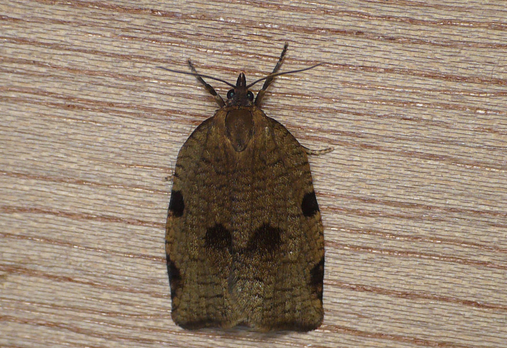 Lozotaenia forsterana Moth