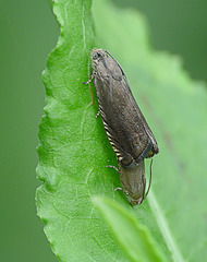 Pea Moths Mating Pair