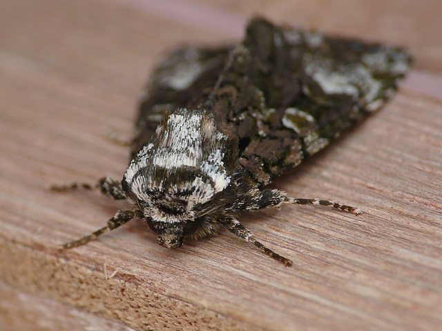 Coronet Moth