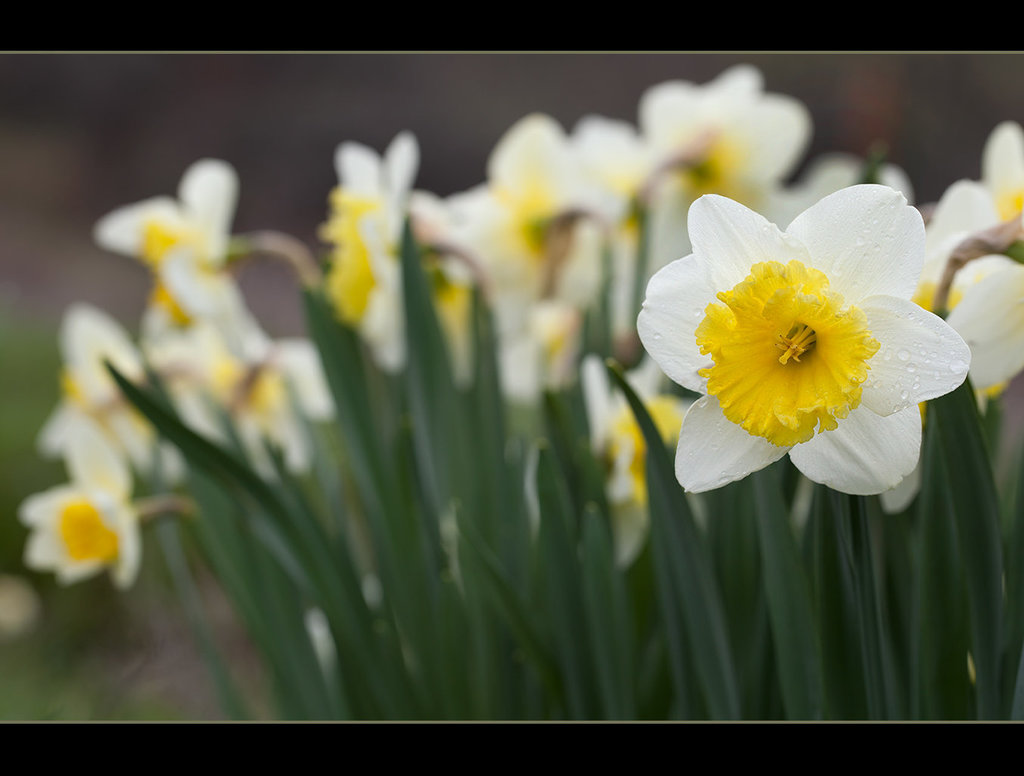 Daffodils in My Garden