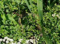 Grass Snake