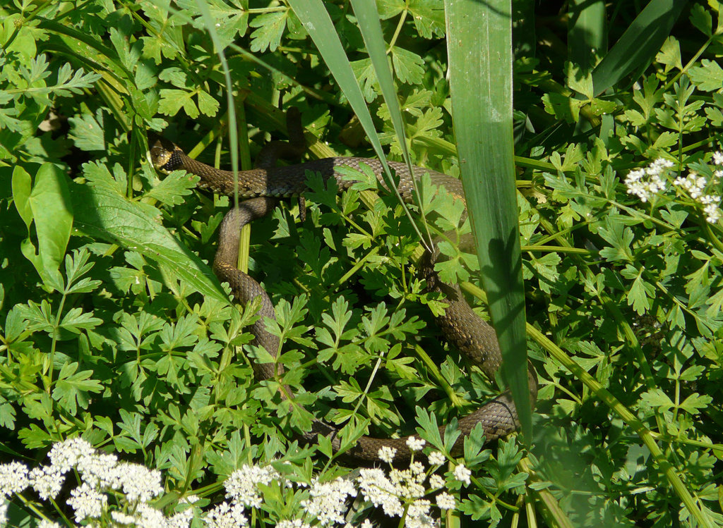 Grass Snake