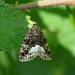 Marbled White Spot Moth