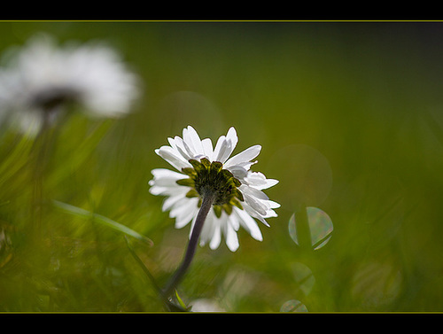 Daisies in Morning Sunshine