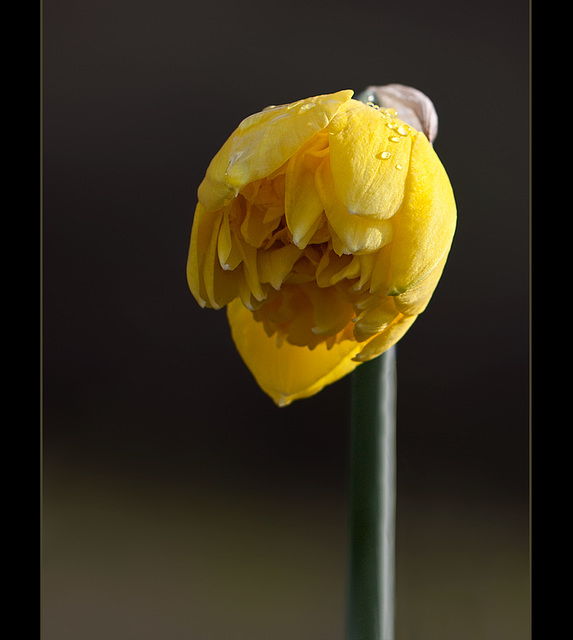 Double Daffodil Opening