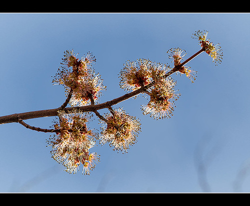 Flowering Tree