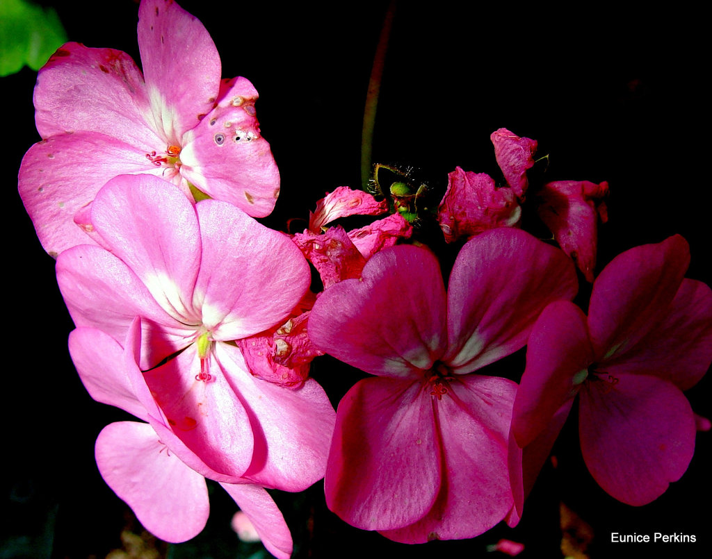 geraniums