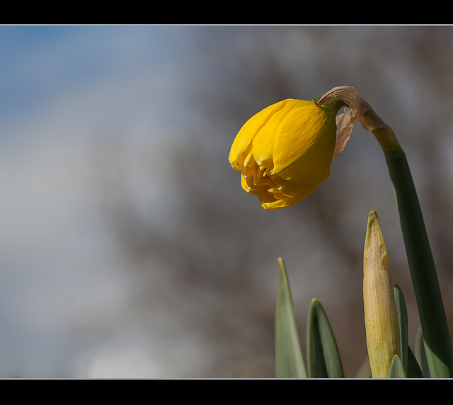 Magnificent Double Daffodil