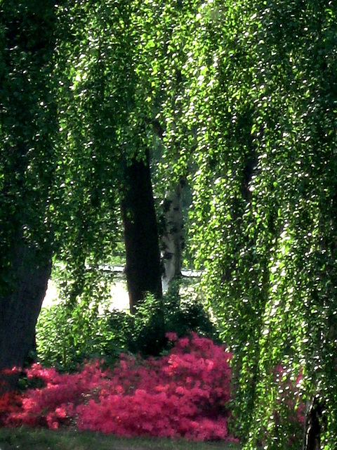 Colour Spot under Birch Trees