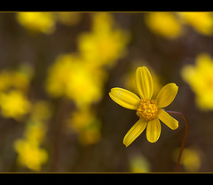 Oregon Sunshine Blossom