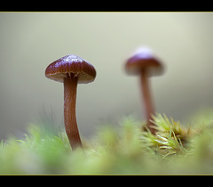 Pair of Mushrooms