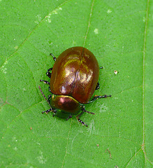 Leaf Beetle