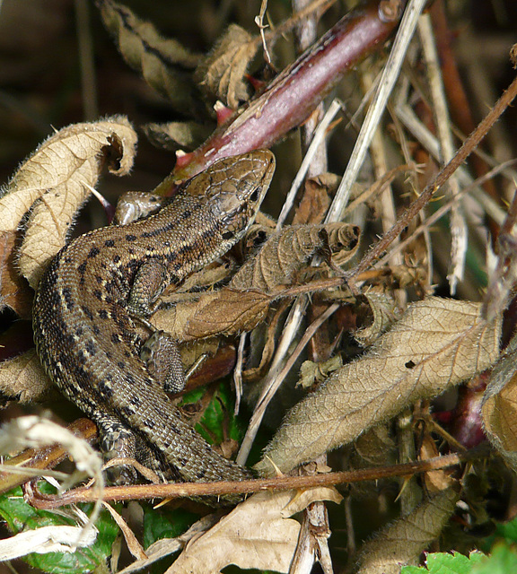 More Common Lizards Lacerta vivipara