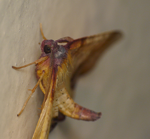 Scorched Wing Moth Side