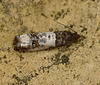 Epiblema rosaecolana Moth Top