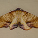Scorched Wing Moth