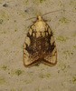 Aleimma loeflingiana Moth