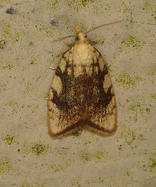 Aleimma loeflingiana Moth