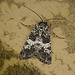 Varied Coronet Moth
