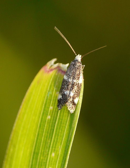 Elachista albifrontella