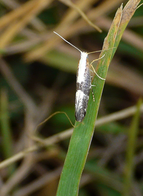 Argyresthia spinosella Moth