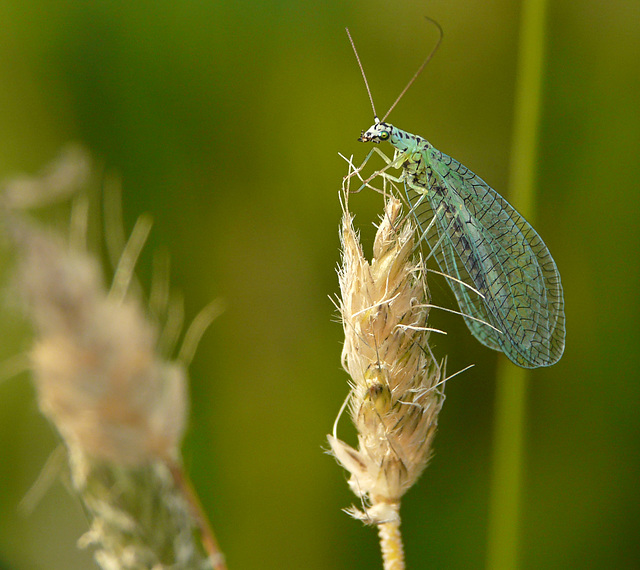 Lacewing