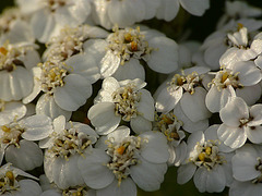 Yarrow