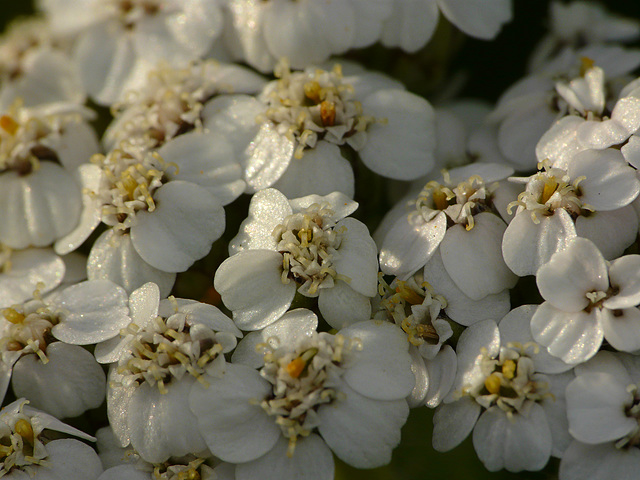 Yarrow