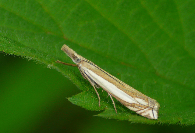 Crambus pascuella Moth