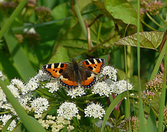 Small Tortoiseshell Butterfly