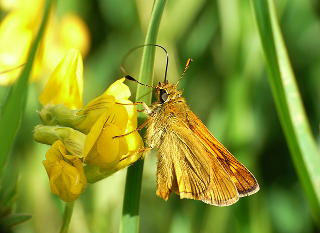 Large Skipper Butterfly