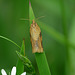 Cyclamen Tortrix Moth Female