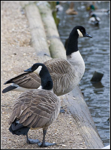 Canada Geese