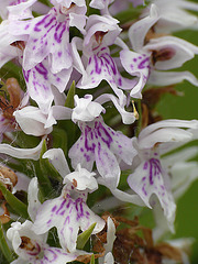 Common Spotted-orchid at Combe Haven Area