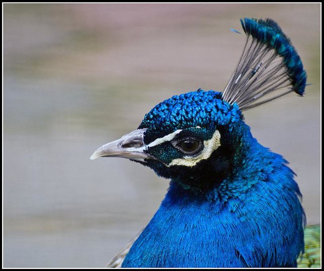 Peacock