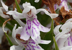 Common Spotted-orchid