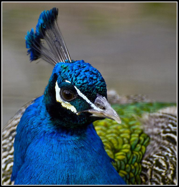 Peacock