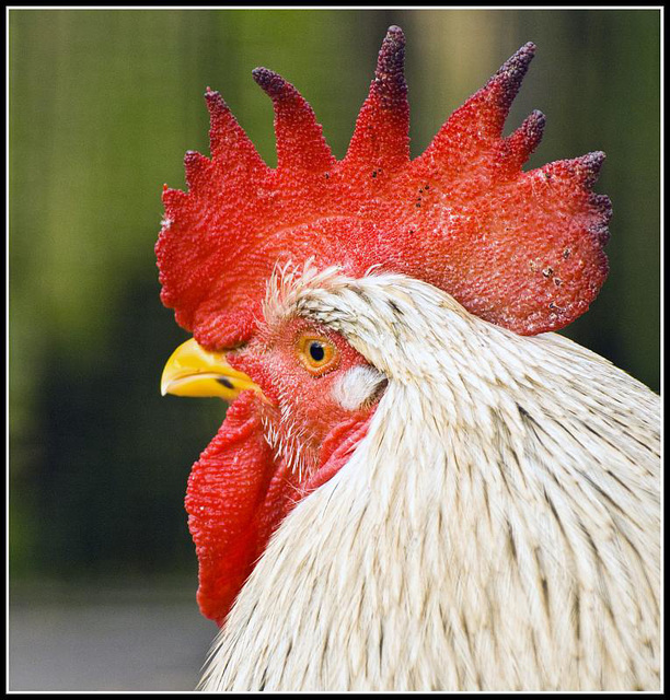 Rooster