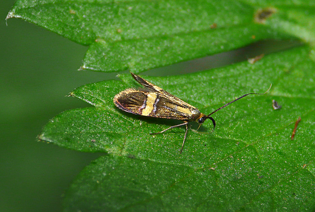 Nemophora degeerella