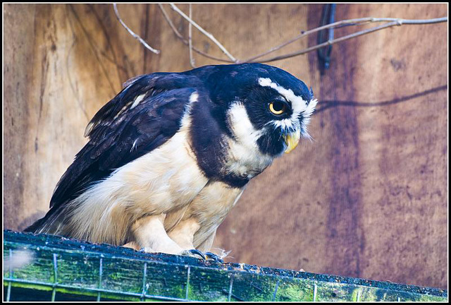 Spectacled Owl - Marwell Zoo TalkPhotography Meet