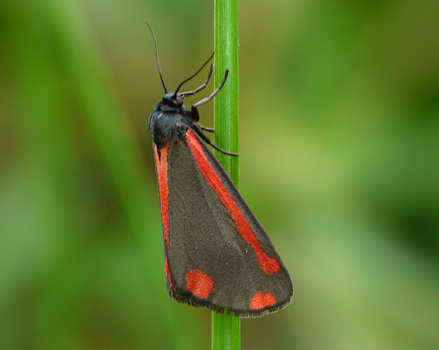 Cinnabar Moth