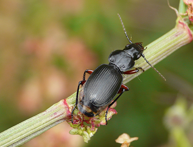 Common Ground Beetle