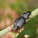 Common Ground Beetle