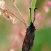 Six-spot Burnet Moth