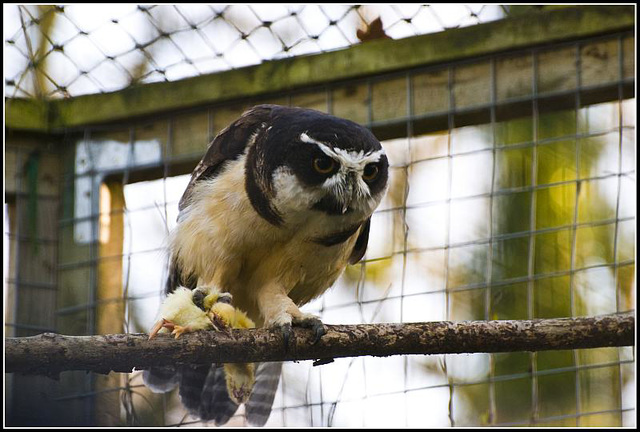 Spectacled Owl - Marwell Zoo TalkPhotography Meet