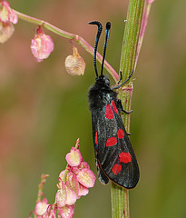 Six-spot Burnet Moth