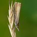 Chrysoteuchia culmella Moth